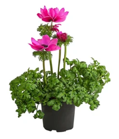 Beet- & Balkonpflanzen-Set Rosa Frühling, 6-teilig -Compo Verkaufsgeschäft 8809386 WE FS 002 AnemoneCoronariaKronenAnemoneRosaT12