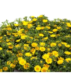 Goldtaler -Compo Verkaufsgeschäft 8809394 BildD 001 GoldtalerAsteriscusMarit