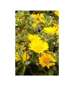 Goldtaler -Compo Verkaufsgeschäft 8809394 BildD 003 GoldtalerAsteriscusMarit