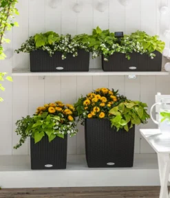 Schneeflockenblume -Compo Verkaufsgeschäft 8809592 8824500 WE MO 001 SuteraSchneefloeckchenWeiss GC07 2022 01 1