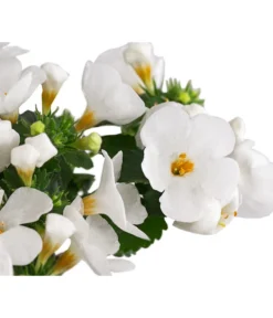 Schneeflockenblume -Compo Verkaufsgeschäft 8809592 WE DE 002 SchneefloeckchenWeiss