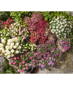 Gänseblümchen-Trio -Compo Verkaufsgeschäft 8809857 8208704 8822355 8810095 WE MO 004 BellisErdbeersahneT11 BellisT9BellisTrioT13BellisHabaneraT11