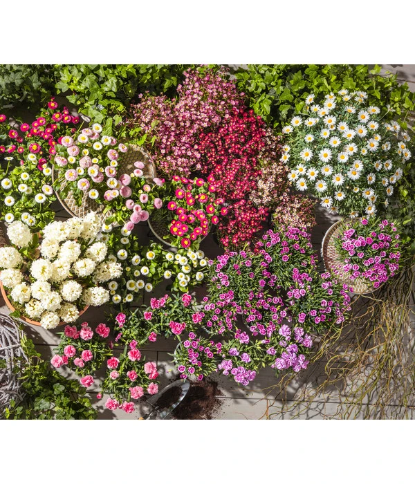 Gänseblümchen-Trio – Bild 3