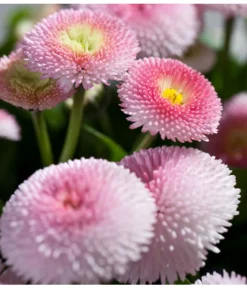 Beet- & Balkonpflanzen-Set Rosa Frühling, 6-teilig -Compo Verkaufsgeschäft 8809857 PR DE 003 BellisRosaErdbeersahneGaensebluemchenSonderfarben 1