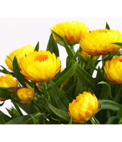 Strohblume, Verschiedene Farben -Compo Verkaufsgeschäft 8809881 PR DE 001 StrohblumeHelichrysumCultivarsT12MixDehnerExpressHerzig