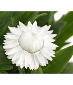 Strohblume, Verschiedene Farben -Compo Verkaufsgeschäft 8809881 PR DE 003 BracteanthaT12StrohblumeDehnerExpressHerzig