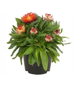 Strohblume, Verschiedene Farben -Compo Verkaufsgeschäft 8809881 PR FS 001 BracteanthaT12StrohblumeDehnerExpressHerzig