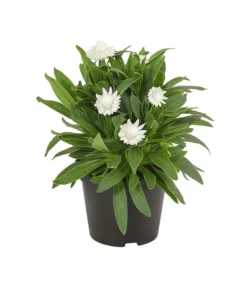 Strohblume, Verschiedene Farben -Compo Verkaufsgeschäft 8809881 PR FS 003 BracteanthaT12StrohblumeDehnerExpressHerzig