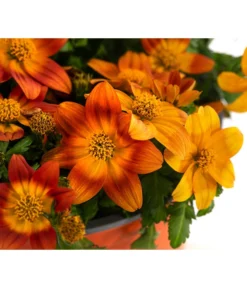 Goldmarie, Orange -Compo Verkaufsgeschäft 8810020 WE DE 001 BidensOrangeT12