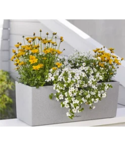 Schneeflockenblume -Compo Verkaufsgeschäft 8810038 WE MO 001 BidensGoldenEmpireT12SuteraWeissT11EuphorbiaDiamondfrostT11 8809592 8823155 Renner