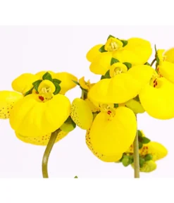 Pantoffelblume 'Calynopsis', Verschiedene Farben -Compo Verkaufsgeschäft 8810285 PR DE 001 CalceolariaCalynopsisPremiumPantoffelblumeT12DehnerHerzig