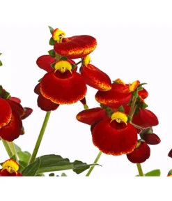 Pantoffelblume 'Calynopsis', Verschiedene Farben -Compo Verkaufsgeschäft 8810285 PR DE 003 CalceolariaCalynopsisPremiumPantoffelblumeT12DehnerHerzig