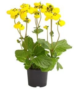 Pantoffelblume 'Calynopsis', Verschiedene Farben