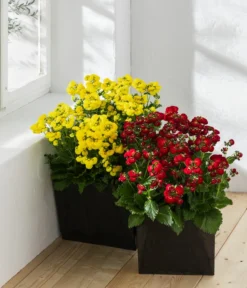 Pantoffelblume 'Calynopsis', Verschiedene Farben -Compo Verkaufsgeschäft 8810285 WE MO 001 CalceolariaCalynopsisPantoffelblume content 2022