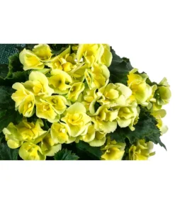 Wandhänger Mit Hängebegonien, Verschiedene Sorten -Compo Verkaufsgeschäft 8810988 WE DE 001 HaengebegonieWandhaengergelb