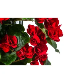 Wandhänger Mit Hängebegonien, Verschiedene Sorten -Compo Verkaufsgeschäft 8810988 WE DE 001 HaengebegonieWandhaengerrot