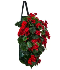 Wandhänger Mit Hängebegonien, Verschiedene Sorten -Compo Verkaufsgeschäft 8810988 WE FS 001 HaengebegonieWandhaengerrot