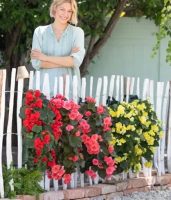 Wandhänger Mit Hängebegonien, Verschiedene Sorten -Compo Verkaufsgeschäft 8810988 WE MO 001 BegoniaWandhaenger