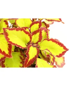 Beet- & Balkonpflanzen-Set Farbexplosion, 6-teilig -Compo Verkaufsgeschäft 8811127 PR DE 002 BuntnesselSolenostemonT13DehnerExpressHerzig