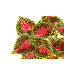 Beet- & Balkonpflanzen-Set Farbexplosion, 6-teilig -Compo Verkaufsgeschäft 8811127 PR DE 005 BuntnesselSolenostemonT13DehnerExpressHerzig