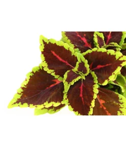 Beet- & Balkonpflanzen-Set Farbexplosion, 6-teilig -Compo Verkaufsgeschäft 8811127 PR DE 006 BuntnesselSolenostemonT13DehnerExpressHerzig