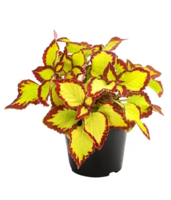 Beet- & Balkonpflanzen-Set Farbexplosion, 6-teilig -Compo Verkaufsgeschäft 8811127 PR FS 002 BuntnesselSolenostemonT13DehnerExpressHerzig