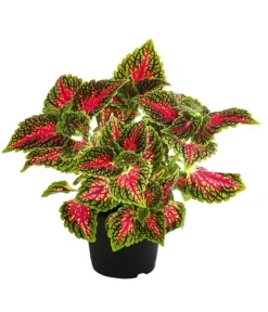 Beet- & Balkonpflanzen-Set Farbexplosion, 6-teilig -Compo Verkaufsgeschäft 8811127 PR FS 005 BuntnesselSolenostemonT13DehnerExpressHerzig