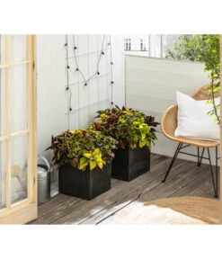 Buntnessel-Trio - Solenostemon Scutellarioides -Compo Verkaufsgeschäft 8811127 WE MO 001 SolenostemonBuntnesselT13 BestOf 2022 Header Querformt