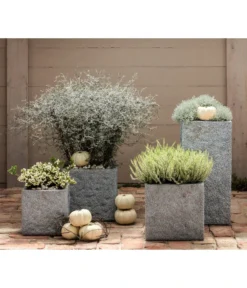 Zickzackstrauch -Compo Verkaufsgeschäft 8811184 7084932 8805913 WE MO 001 Zickzackstrauch Gitterkraut Knospenheide 1