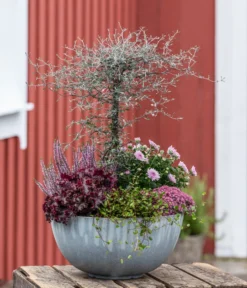 Zickzackstrauch -Compo Verkaufsgeschäft 8811184 WE MO 001 Herbstarrangement