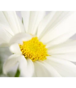 Schmuckkörbchen, Verschiedene Farben -Compo Verkaufsgeschäft 8811192 PR DE 001 CosmosBipinnatusSchmuckkoerbchenT12DehnerExpressZS