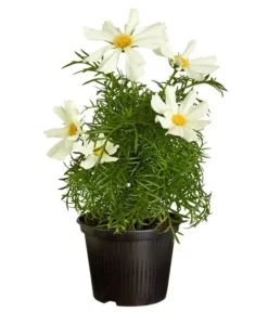 Schmuckkörbchen, Verschiedene Farben