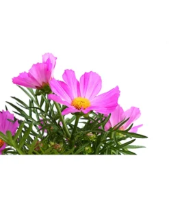 Schmuckkörbchen, Verschiedene Farben -Compo Verkaufsgeschäft 8811192 WE DE 001 SchmuckkoerbchenLilaT12