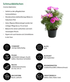 Schmuckkörbchen, Verschiedene Farben -Compo Verkaufsgeschäft 8811192 WE IG 001 SchmuckkoerbchenCosmosBipinnatusT12DehnerExpressHerzig