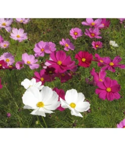 Schmuckkörbchen, Verschiedene Farben -Compo Verkaufsgeschäft 8811192 WE MO 003 CosmosBipinnatusSchmuckkoerbchenPixabay