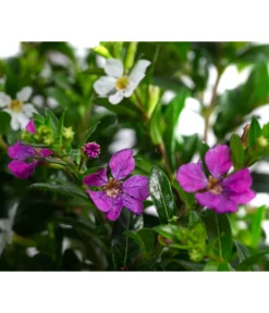 Köcherblümchen-Duo -Compo Verkaufsgeschäft 8811358 WE DE 001 CupheaHyssopifTwinT11