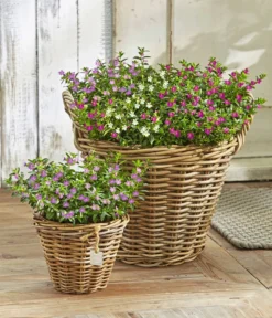 Köcherblümchen-Duo -Compo Verkaufsgeschäft 8811366 WE MO 001 KoecherbluemchenCupheaHyssopifoliaFlorygloryT12