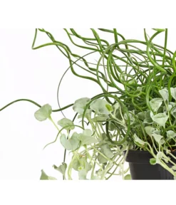 Pflanzen-Duo Herbstregen -Compo Verkaufsgeschäft 8811820 WE DE 001 DichondraJuncusSilberregenLiebeslockenT12DehnerExpressHerzig