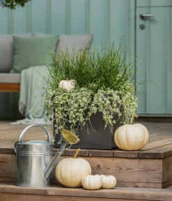 Pflanzen-Duo Herbstregen -Compo Verkaufsgeschäft 8811820 WE MO 001 DichondraJunkusSilberregenLiebeslockenT12 GC13 2022