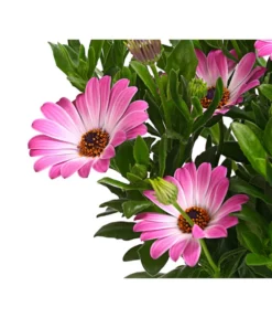 Kapkörbchen, Verschiedene Farben -Compo Verkaufsgeschäft 8812083 WE DE 003 KapkoerbchenOsteospermumCultivarsT12OWDehnerExpressHerzig