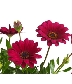 Kapkörbchen, Verschiedene Farben -Compo Verkaufsgeschäft 8812083 WE DE 004 KapkoerbchenOsteospermumCultivarsT12OWDehnerExpressHerzig