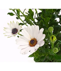 Kapkörbchen, Verschiedene Farben -Compo Verkaufsgeschäft 8812083 WE DE 005 KapkoerbchenOsteospermumCultivarsT12OWDehnerExpressHerzig