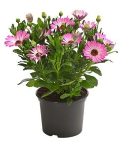 Kapkörbchen, Verschiedene Farben -Compo Verkaufsgeschäft 8812083 WE FS 003 KapkoerbchenOsteospermumCultivarsT12OWDehnerExpressHerzig