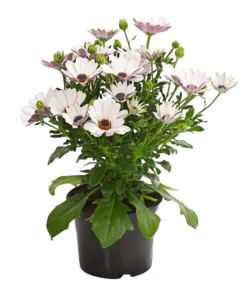 Kapkörbchen, Verschiedene Farben -Compo Verkaufsgeschäft 8812083 WE FS 005 KapkoerbchenOsteospermumCultivarsT12OWDehnerExpressHerzig