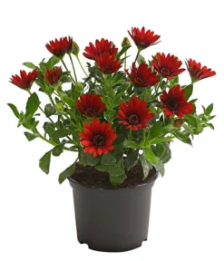 Kapkörbchen, Verschiedene Farben -Compo Verkaufsgeschäft 8812083 WE FS 006 KapkoerbchenOsteospermumCultivarsT12OWDehnerExpressHerzig