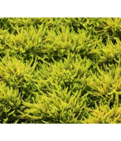 Krähenbeere -Compo Verkaufsgeschäft 8812216 BildFS 001 KraehenbeereRauschbeereEmpetrumNigrum