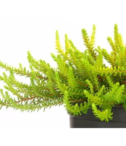 Krähenbeere -Compo Verkaufsgeschäft 8812216 WE DE 001 EmpetrumNigrumKraehenbeereT11DehnerExpressHerzig