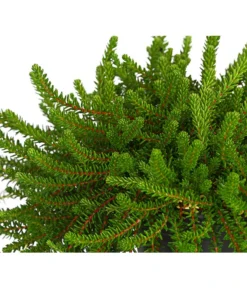 Krähenbeere -Compo Verkaufsgeschäft 8812216 WE DE 002 EmpetrumNigrumKraehenbeereT11DehnerExpressHerzig