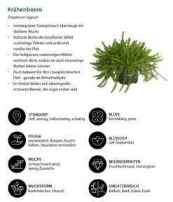 Krähenbeere -Compo Verkaufsgeschäft 8812216 WE IG 001 Kraehenbeere