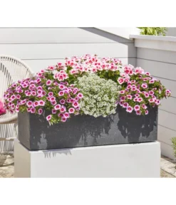 Minihängepetunie 'Rosenauge' -Compo Verkaufsgeschäft 8812992 8809568 8809568 8815938 WE MO 001 GeranieStehendSmokeyEye LobulariaSnowPrincess MinihaengepetunieRosenauge